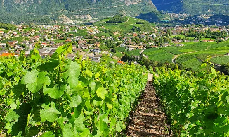 Mon frère, quarante-trois ans, célibataire : le silence de maman
