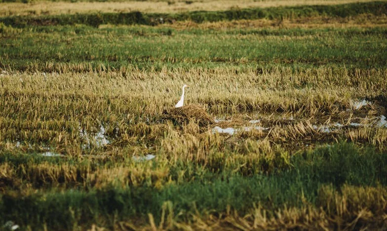 Seule dans l’ombre de l’amour : le cri silencieux d’une mère française
