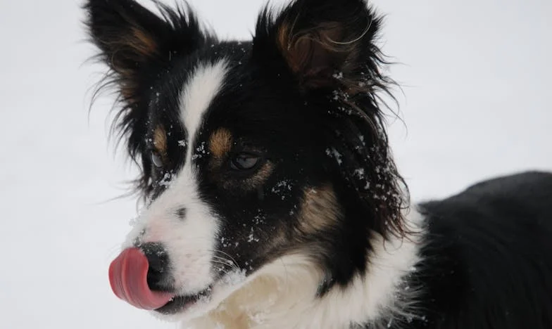 Trahison sur la Seine : Mon Combat entre Amour, Mensonges et Renaissance