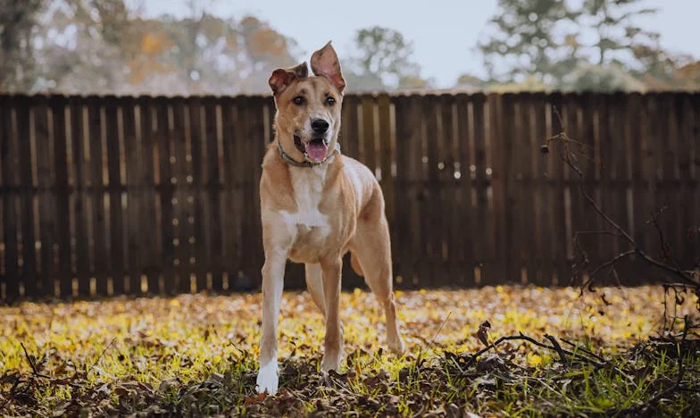 Au bord de la rupture : Quand les liens familiaux étouffent l’amour