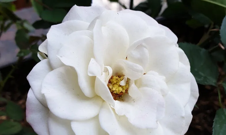 Je ne suis pas aide-soignante : Reprendre ma vie dans une famille française