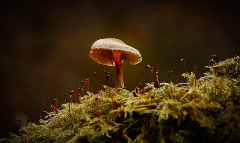 La vérité amère le jour de mon mariage : Comment un seul appel a bouleversé ma vie