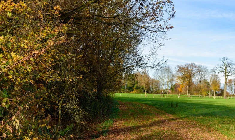 L'invité indésirable, le jardin abandonné et un nouveau cœur : L'histoire de Camille à Lyon