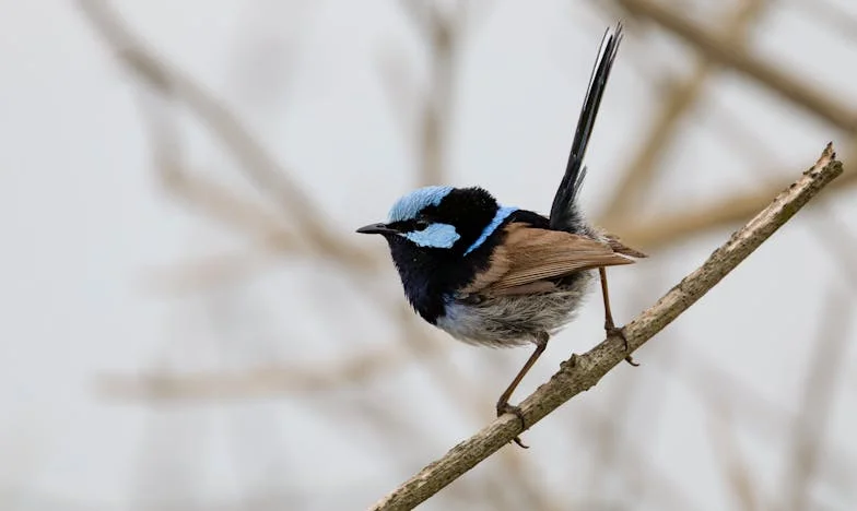 Maman, m'entends-tu ?