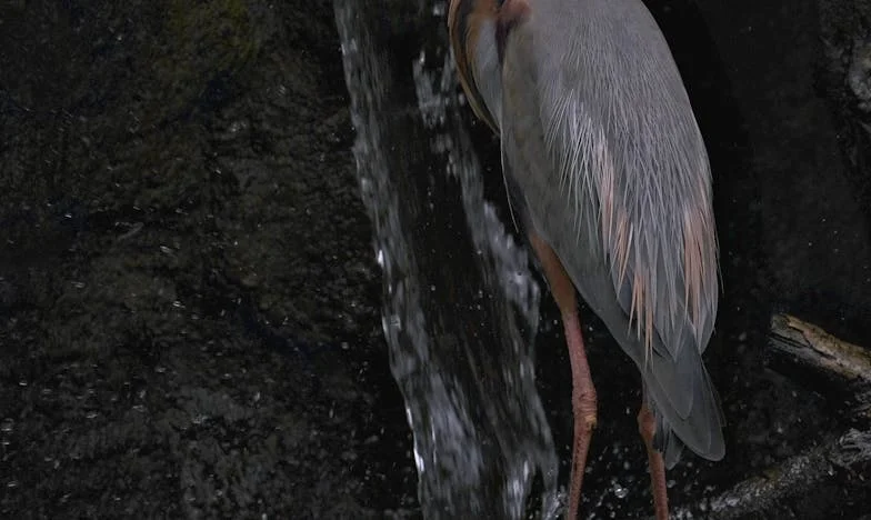 « Maman, tu pouvais toujours… » : Mon été avec mes petits-enfants et la solitude silencieuse
