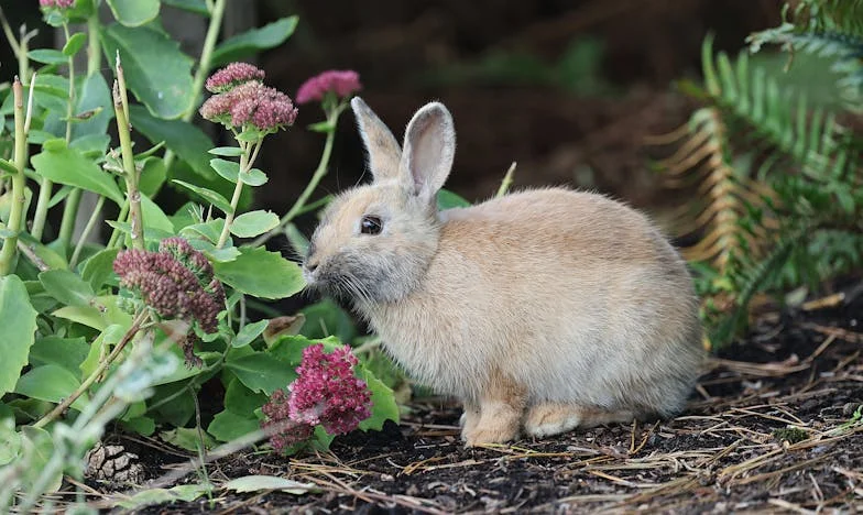 Mon journal égaré : secrets dévoilés dans une petite ville française