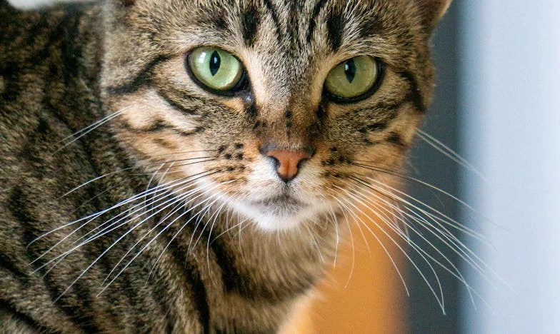 Quand je suis rentrée sans prévenir : le soir où tout a basculé