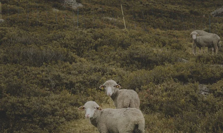Quand la famille étouffe : Histoire d'argent, de loyauté et de limites