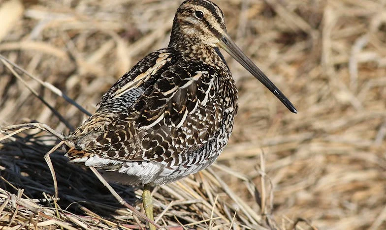 Quand ma maison est devenue une cage : Histoire d'une mère française