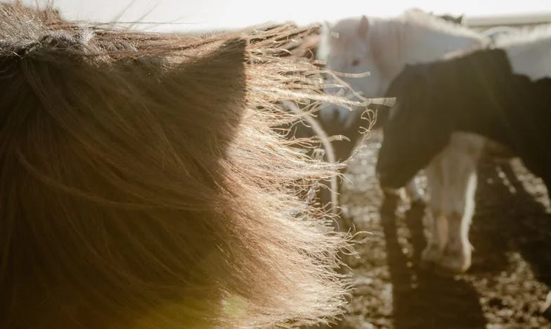 Quand Mamie a Tout Compris : La Maison, la Trahison et le Prix de la Famille