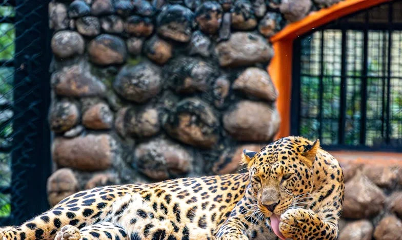 Un nouveau départ : Quand Mamie Liliane est entrée dans notre vie