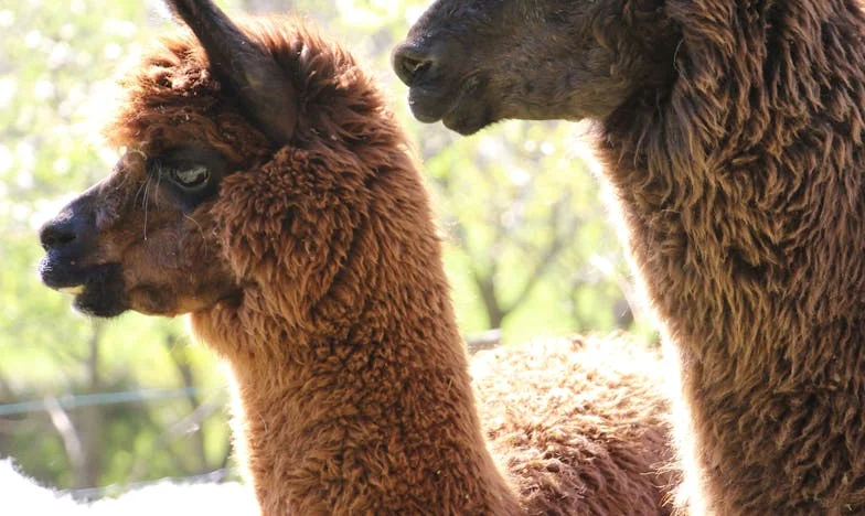 Des larmes sur les pages : Le rêve d'Amélie et les livres pour l'hôpital des enfants