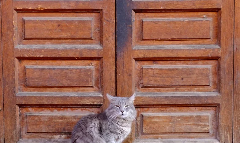 Entre Deux Feux : Le Choix Impossible d'une Mère Française