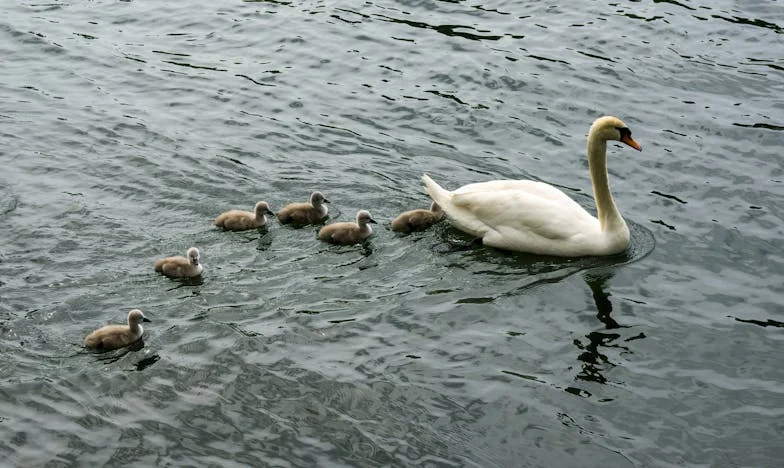Entre les murs de ma maison : le choix impossible d'une mère