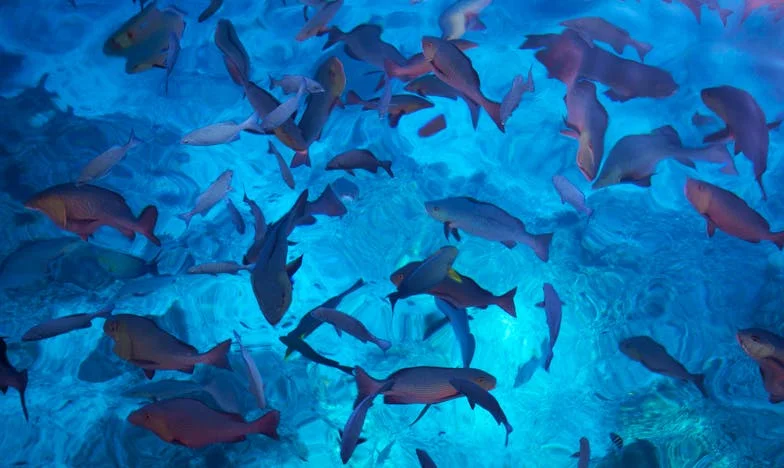 Frère, pourquoi ce silence ?