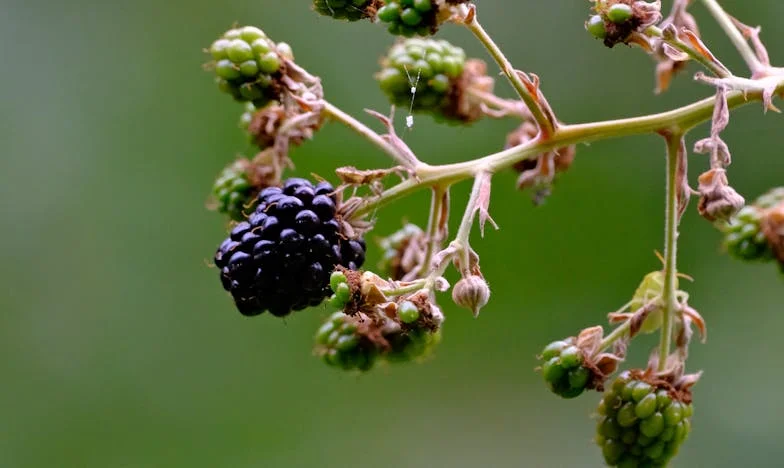 Je me sens étrangère chez moi : le récit de Mamie Jeanne et de sa petite-fille Sophie