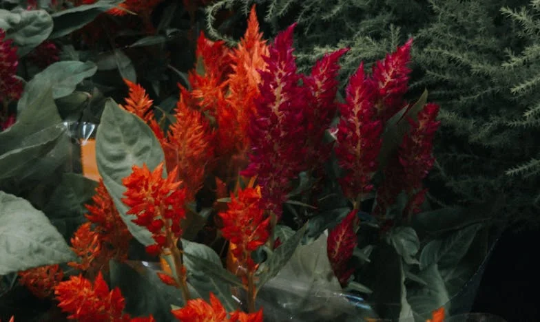 Le secret de la rue Principale : Comment mon petit-fils m’a ouvert les yeux sur une famille que je croyais connaître