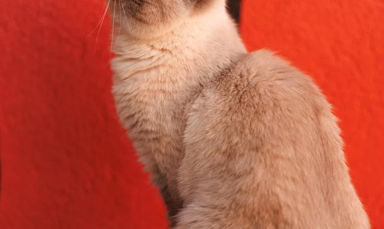 Maison divisée : Mon combat pour la paix dans mon propre foyer