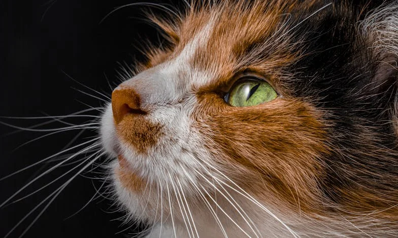 Maison perdue – Confession d’une mère sur la trahison de son fils