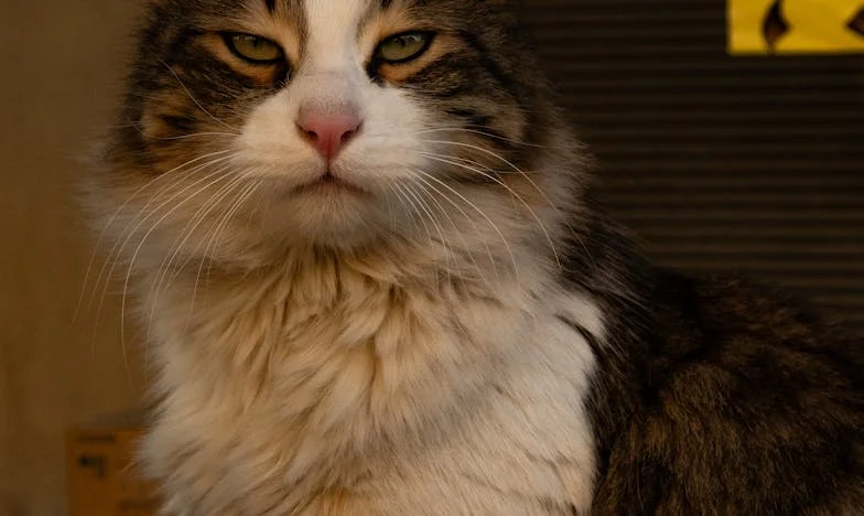 Mon mari, son secret et moi : l’histoire d’une trahison silencieuse