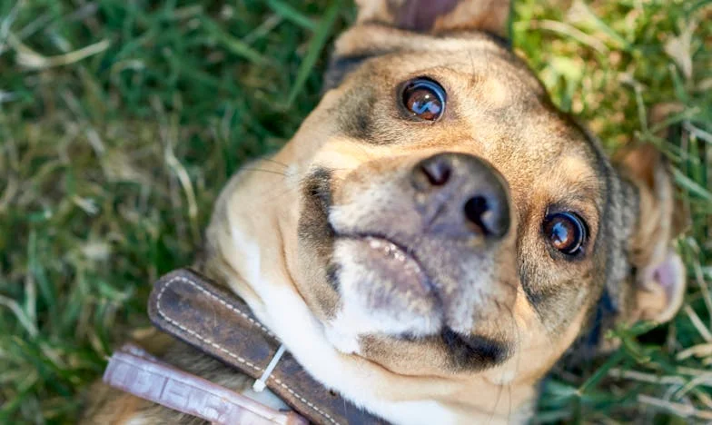 Pourquoi suis-je devenue un fardeau ? – L’histoire d’une belle-fille française face à la maladie et au regard de sa belle-mère
