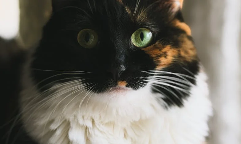 Quand l'amour devient une guerre : Mon divorce douloureux et la bataille pour ma fille