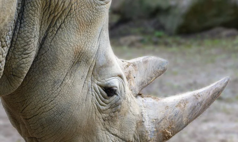 Quand l'amour d'une belle-fille devient un souvenir interdit