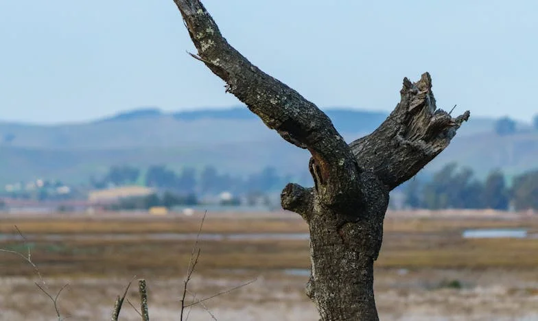 Quand l’argent divise : le mariage de mon frère et la guerre familiale
