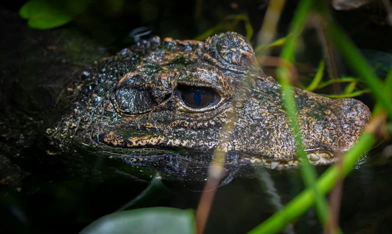À Qui Appartient Ce Toit ? Histoire d’une Mère, d’un Fils et des Murs Qui Écoutent