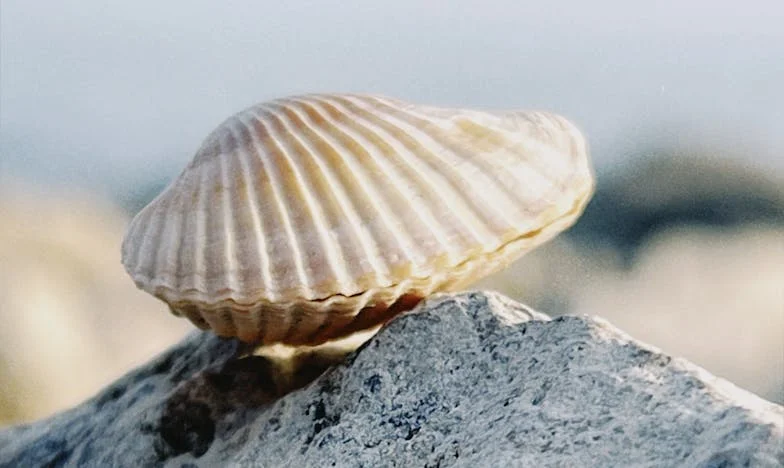 Le choix d'une mère : Entre trahison et amour inconditionnel