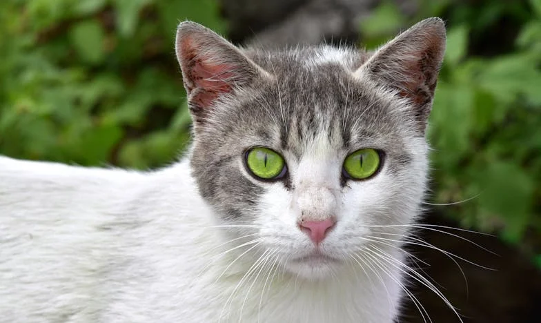 Un nouveau prénom dans la famille : l'histoire de mon cœur partagé