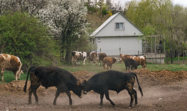 Ma belle-sœur a fait irruption chez moi et a voulu imposer Noël chez nous. Ce qui a suivi a brisé notre famille…