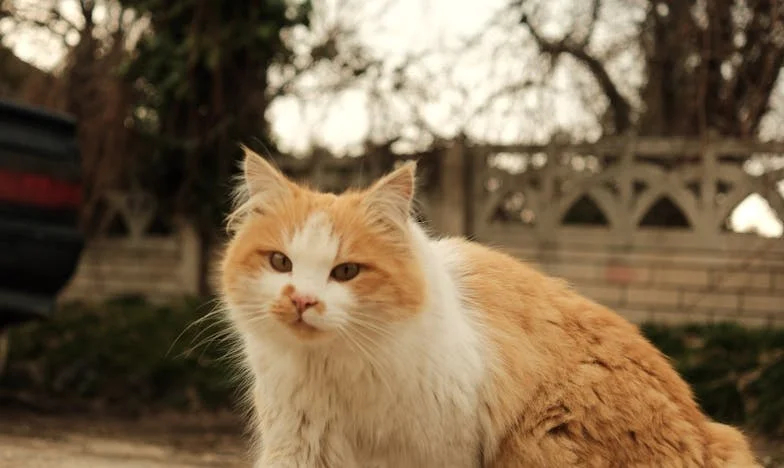 Trahison sous la lumière blafarde de l’hôpital : Mon combat pour renaître