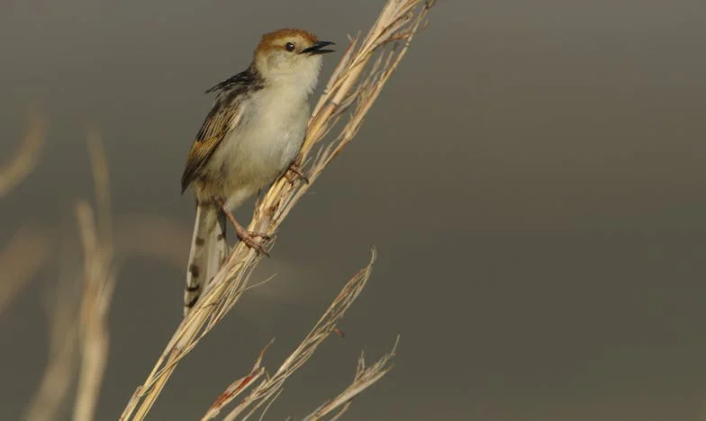A szomszéd gyermeke mindig nálam vacsorázik – Meddig tűrjem még?
