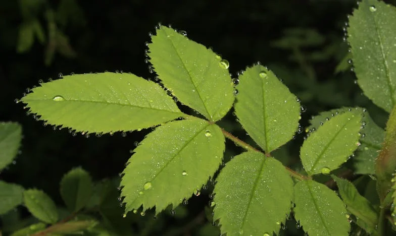 Bűntudat a szívemben: Anyám otthonba kerülése után