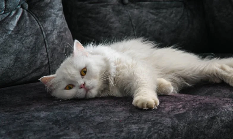 Újrakezdés árnyékában – Egy második esély nehézségei