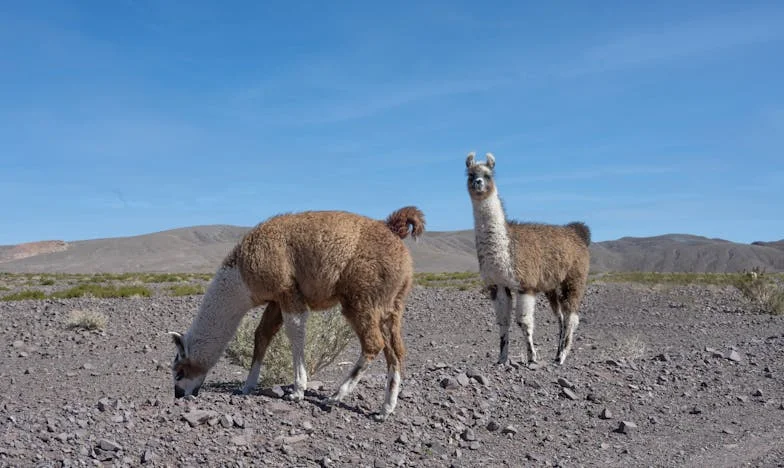 A legjobb barátnőm helyett: Egy esküvő árnyékában