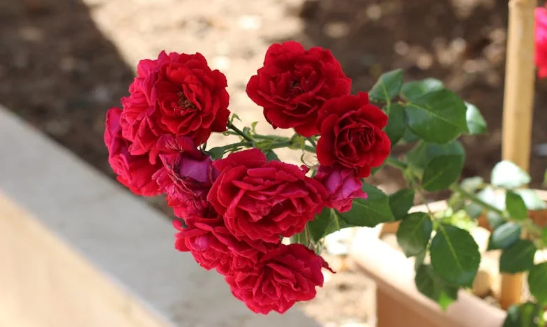 A macskám túl hangos! – Egy panelházi élet drámája