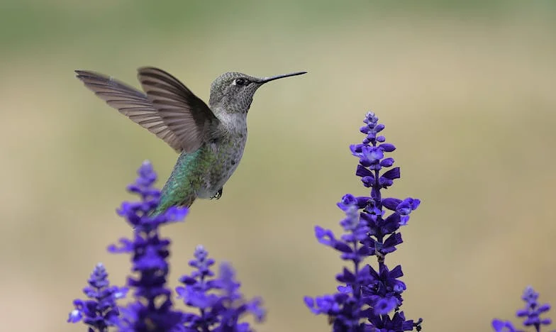 A Remény Borítékja: Egy Téli Este Budapesten