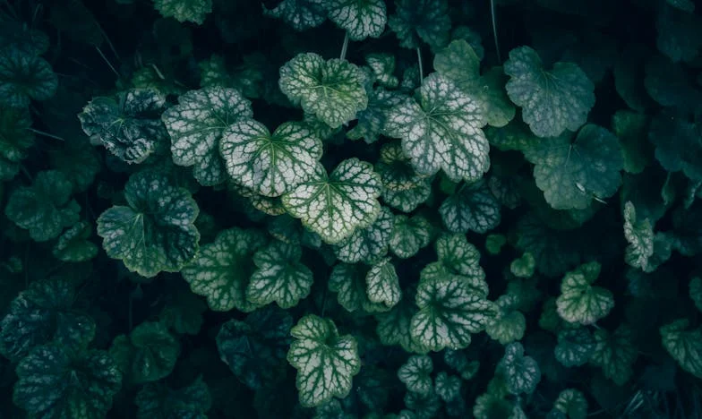 Amikor a boldogság ára túl magas – Egy elmaradt esküvő története