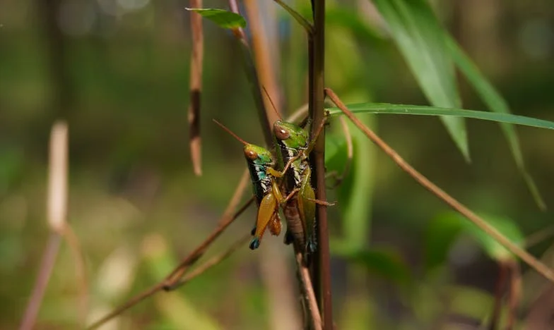 Anyósom ruhája – Egy esküvői álom árnyékában