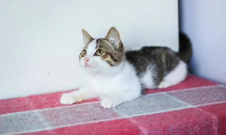 „Apa, hagyj már békén!” – Egy magyar apa és fia fájdalmas elszakadása, amikor a pénz mindent tönkretett