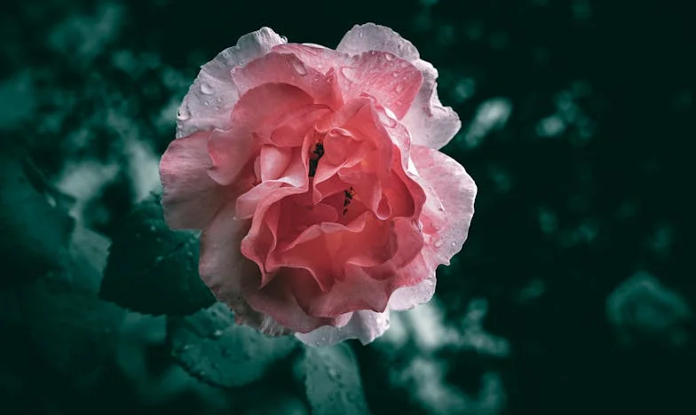 Az Elveszett Utak: Egy Apa Vallomása a Meg Nem Élt Álmokról