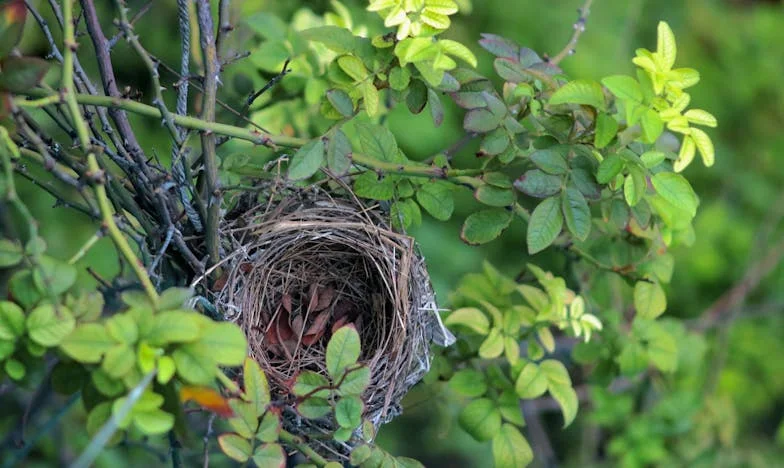 „De hát anya, te mindig tudtad, mit kell tenni…” – Egy nagymama nyara a család árnyékában