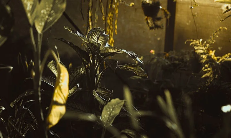 Eladni Anyánkat? – Egy testvérharc története