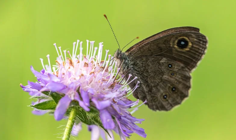 Esküvő nem lesz – Egy magyar család története a lemondásról és újrakezdésről