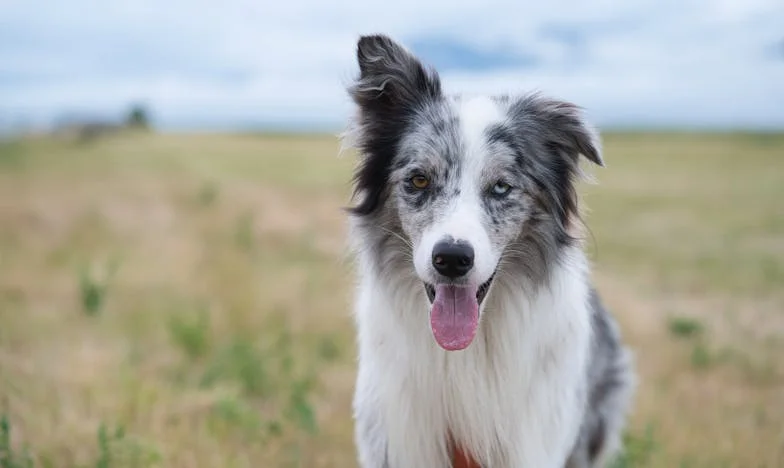 „Ha nem ülsz le az asztalhoz, csak főzz és menj el!” – Egy magyar családi vacsora drámája