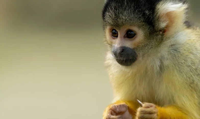 „Hol vannak a tojások, Zsófi?” – Egy anyós vallomása a családi feszültségekről