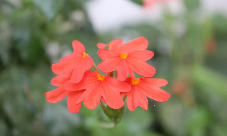 Imádság a csendben: Egy anya harca a lányáért