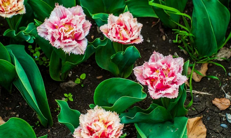 Két testvér, avagy hogyan rendezte el mindent az élet – Egy magyar család története